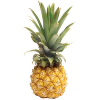 South African Baby Pineapple - 1 Each