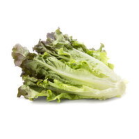 Red Leaf Lettuce - 1 Each