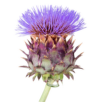 Cardoon - Avg 0.34 Lb