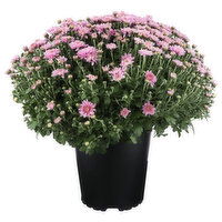 Lavender Hardy Mum - 1 Each
