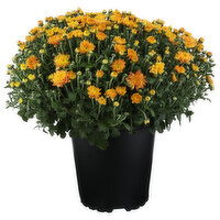 Orange Hardy Mum - 1 Each
