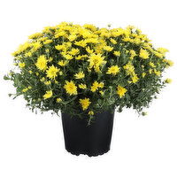 Floral Yellow Hardy Mums - 1 Each
