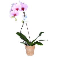 Orchid - 1 Each