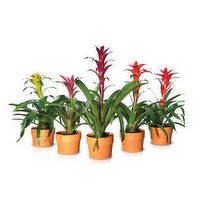 Bromeliads - 1 Each
