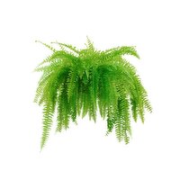 Hanging Basket Boston Fern - 1 Each