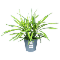 Tropical Foliage - 1 Each