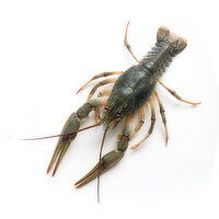 Fresh Bagged Live Crawfish - 1 Each