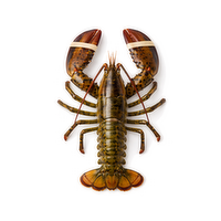 Live Lobster - Avg 1.67 Lbs