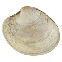 Littleneck Clams - 1 Each