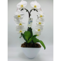 Duo Waterfall Planter - 1 Each