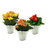 Assorted Blooming - 1 Each