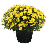 Floral Mums - 1 Each