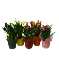 Calla Lily - 1 Each