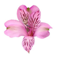 Alstroemeria - 1 Each