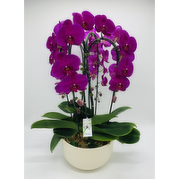 Waterfall Royale - 1 Each