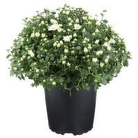 White Hardy Mum - 1 Each