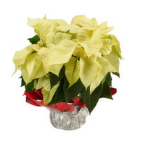 Poinsettia - 1 Each