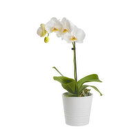 Gem Orchids - 1 Each