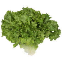 Fresh Lettuce, Organic, Green Leaf - 1 Each 