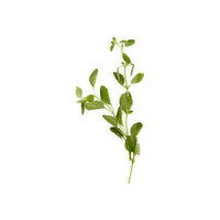 Fresh Organic Fresh Oregano - 0.05 Ounce 