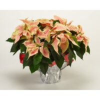 Fresh 10IN Poinsettias Assorted Colors with Glitter