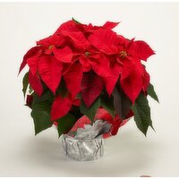 Fresh 6.5IN Poinsettias Red with Glitter - 1 Each 