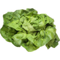 Fresh Butterhead Lettuce, Organic