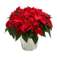 Fresh Poinsettia, Assorted Colors