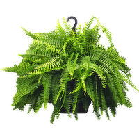 Sato Plant, Fern - 1 Each 