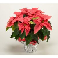 Fresh 6IN Winter Rose Poinsettias with Glitter