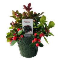 Fresh Winterberry Gaultheria - 1 Each 