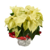 Fresh Poinsettia, Assorted Colors - 1 Each 