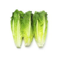 Fresh Romaine Hearts