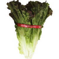 Fresh Lettuce, Red Leaf