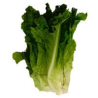 Fresh Lettuce, Green Leaf - 5 Ounce 