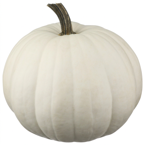 White Pumpkin All Sizes - 1 Each Image 1 of 2