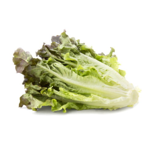 Red Leaf Lettuce - 1 Each