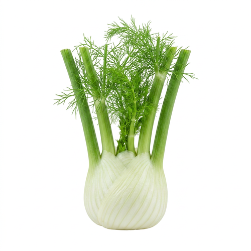  Fennel - 1 Each