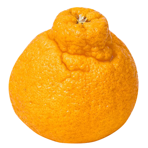 Organic Grapefruit - 1 Each