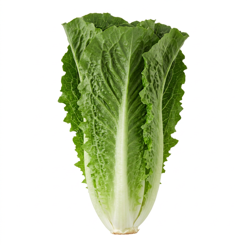  Organic Romaine Lettuce - 1 Each