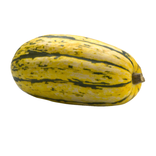  Organic Delicata Squash - Avg 1.19 Lbs