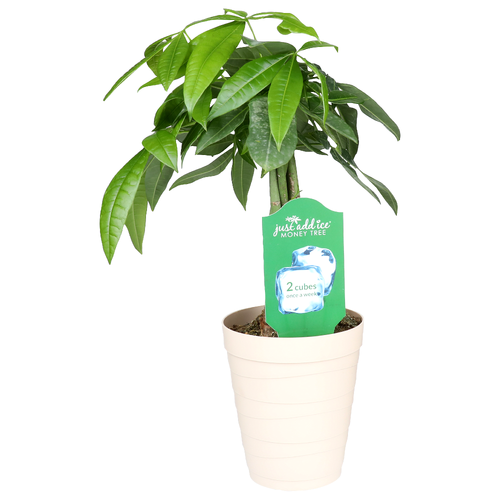 Just Add Ice Money Tree 5 - 1 Each Image 1 of 2