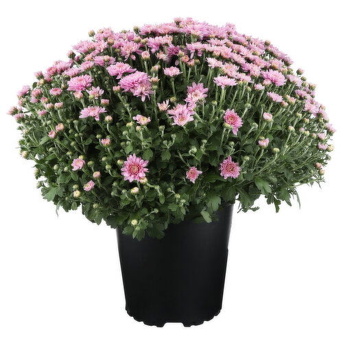 Lavender Hardy Mum - 1 Each