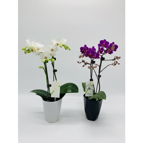 3-Inch Orchid Delights - 1 Each