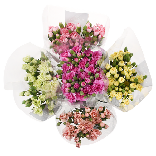 Mini Carnation - 1 Each