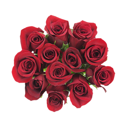Dozen Rose - 1 Each