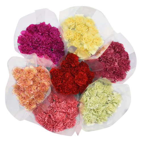 Carnation Box - 1 Each
