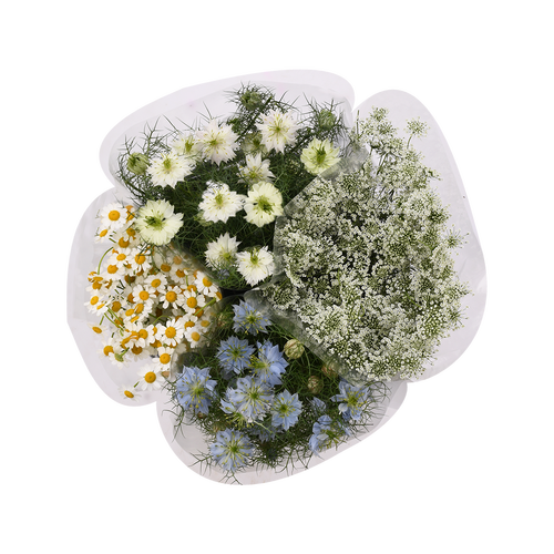 Special Filler Box - 1 Each