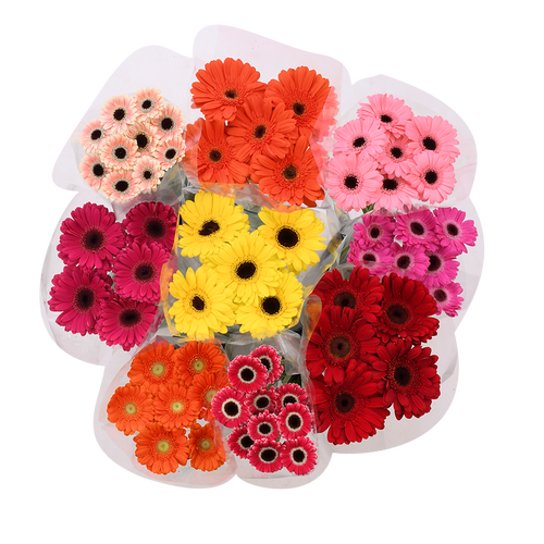 Gerbera Box - 1 Each