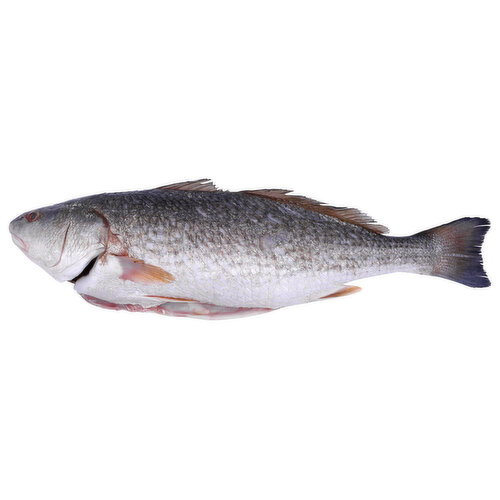 Pacific Seafood Redfish Whole Dressed - Avg 3.90 Lbs